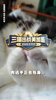 比章鱼保罗还准？詹俊老师的猫咪小笼包在线预测，三喵出战！